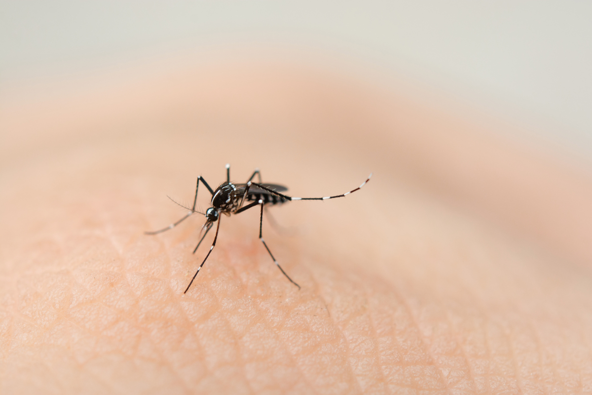 Mosquitoes The Tiny Menace Of Society: An Overview of the Common Diseases It Transmits.